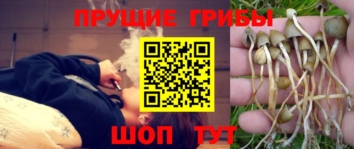 Псилоцибиновые грибы Psilocybine cubensis  Вход с VPN  Псилоцибиновые грибы мицелий  Ступино 